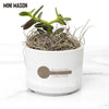 Midland Area Wellbeing - Desk Plant