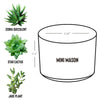 Midland Area Wellbeing - Desk Plant