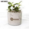 Midland Area Wellbeing - Desk Plant