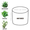 Midland Area Wellbeing - Desk Plant