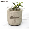 Midland Area Wellbeing - Desk Plant