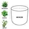 Midland Area Wellbeing - Desk Plant